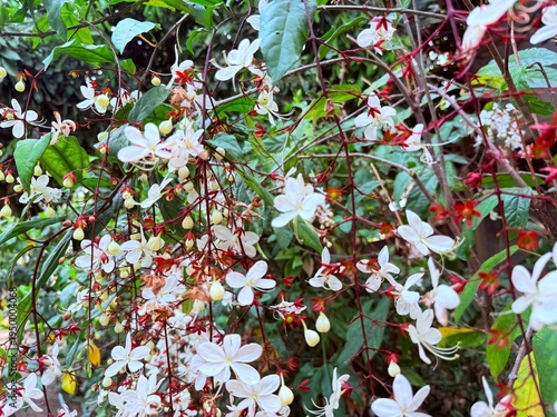 Clerodendrum smithianum in the garden