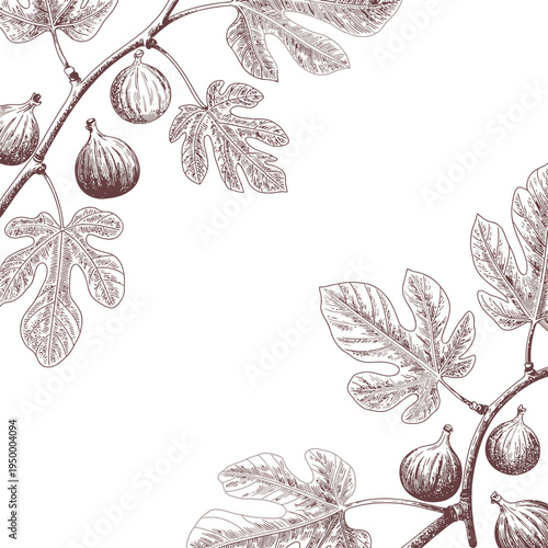 Fig tree brunch, fig leaves, hand-drawn ink illustration, detailed botanical sketch