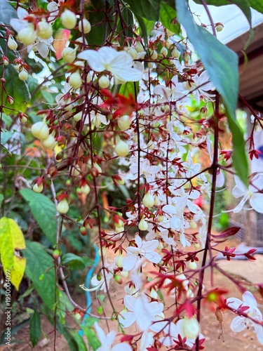 Clerodendrum smithianum in the garden