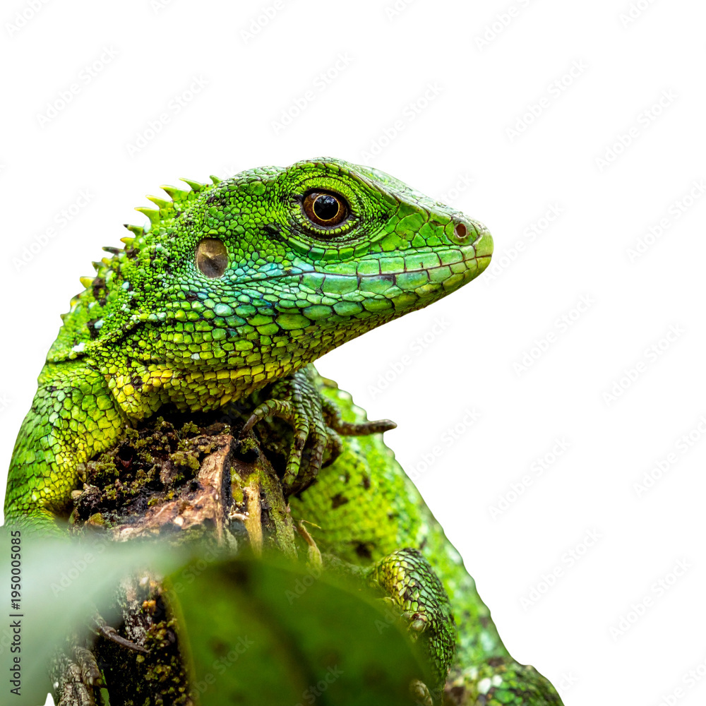 Fototapeta premium A bright green chameleon, an exotic wild animal and tropical pet, is isolated against a white background.