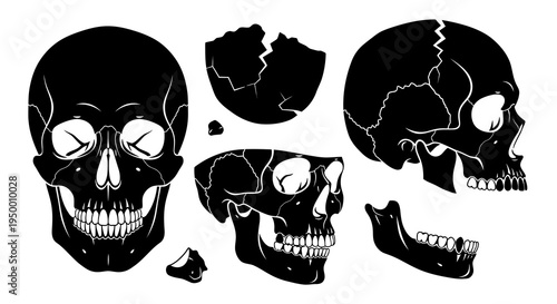 Black  White Skull Illustrations: Medical Anatomy Art Style