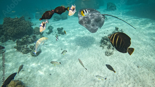 A stingray glides over a sandy lagoon floor surrounded by colorful tropical reef fish in clear turquoise water in Moorea, French Polynesia. Vibrant underwater wildlife scene ideal for travel and ocean