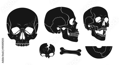 Black and White Skull Illustrations and Bone Icons Vector Art