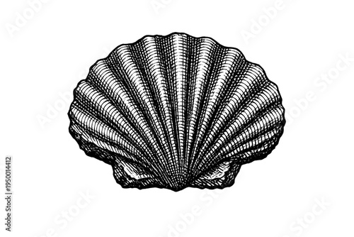 A detailed black and white engraving of a scallop seashell isolated