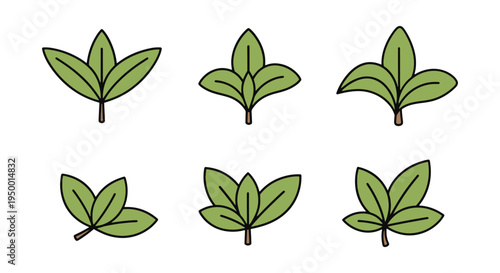 Stevia Leaves Line art vector modern abstract vibrant