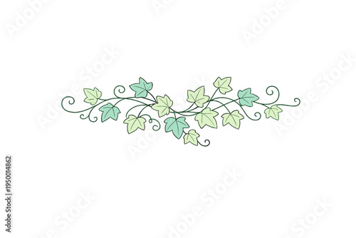 A horizontal vector illustration of a green ivy vine with delicate