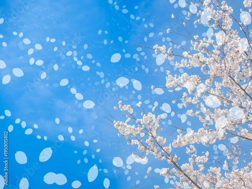 春の桜イメージの素材。満開の桜並木や桜吹雪と青空のイメージ。キラキラした光の粒子。