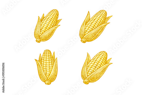 A set of four hand-drawn corn cobs in a yellow engraved style