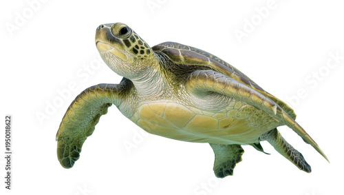 Isolated majestic green sea turtle swimming gracefully through water, natural marine life