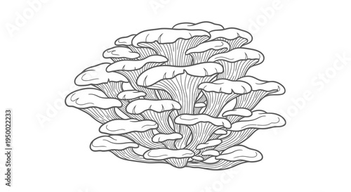 A detailed black and white illustration of a cluster of oyster mushrooms.