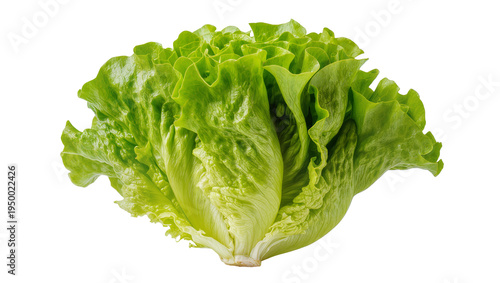 Tableau sur toile Isolated fresh green butterhead lettuce head with crisp leaves for healthy eatin