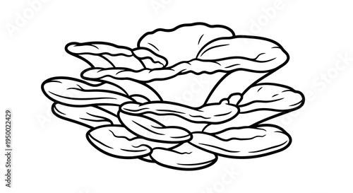 A simple black and white line drawing of a cluster of oyster mushrooms.