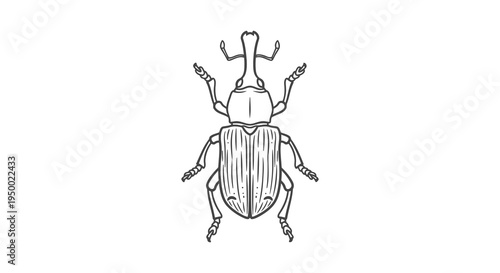 A simple black and white drawing of a beetle viewed from above with distinct antennae and legs.