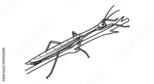 A simple black and white drawing of a stick insect on a branch.