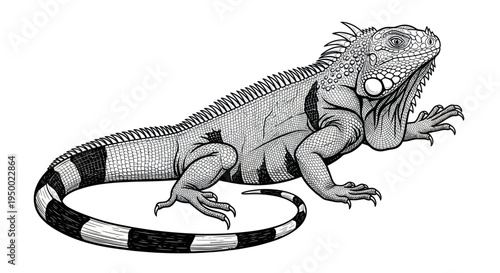 Detailed Black and White Illustration of an Iguana on White Background