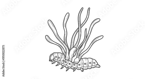 A simple black and white drawing of an insect with tentacles on its back.