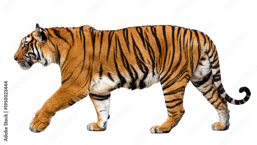 Obraz premium Isolated Bengal tiger walking majestically in profile with elegant stripes and powerful stance