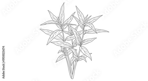 A simple black and white line drawing of a cannabis plant with leaves.