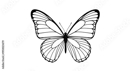 A simple black and white line drawing of a butterfly with delicate wings.