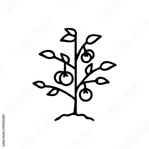 Tomato plant seedling