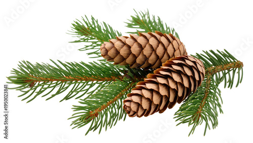 Fotografía Isolated fresh spruce branch with lush green needles and two natural brown Chris