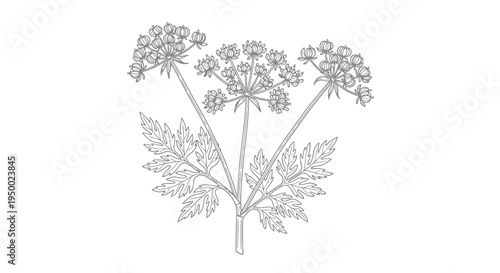 A simple black and white line drawing of a flowering plant with multiple stems.