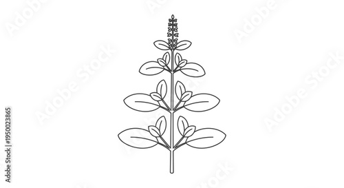 A simple line drawing of a plant with leaves and a flower spike.