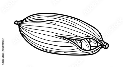 Detailed drawing of a cardamom pod with visible seeds inside.