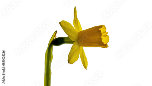 Isolated yellow daffodil bloom with a vibrant trumpet and green stem, symbolizing spring.