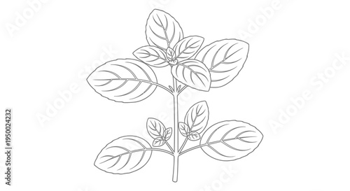 A simple line drawing of a plant with leaves and a stem.