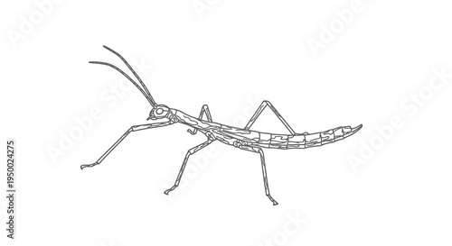 A simple black and white drawing of a stick insect on a white background.