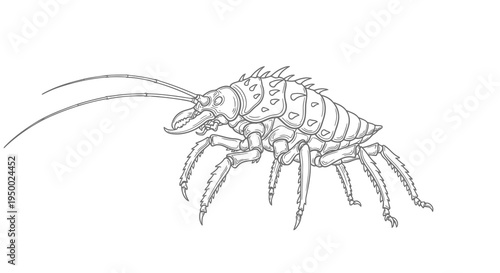 Detailed drawing of a crustacean with multiple limbs and antennae on white background.
