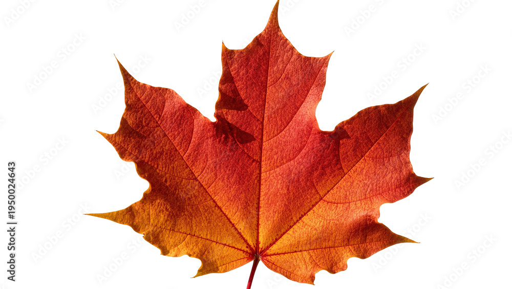 Obraz premium Isolated vibrant red orange maple leaf showcasing autumn colors and intricate venation