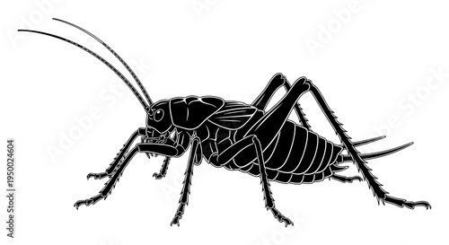 Detailed black and white illustration of a cricket insect.