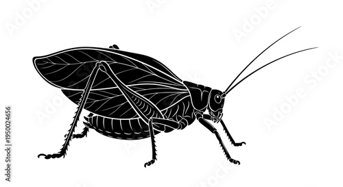Detailed black and white illustration of a cricket insect in profile view.