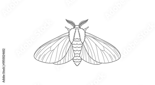 A simple black and white line drawing of a moth with its wings spread.