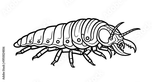 Detailed black and white illustration of an insect with large mandibles and segmented body.