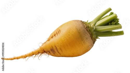 Cuadro en lienzo Isolated fresh yellow turnip or rutabaga root vegetable with green stems and sma