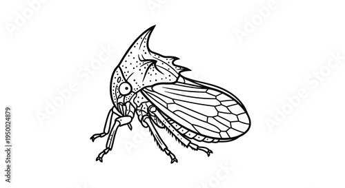 A detailed black and white drawing of an insect with distinctive features.