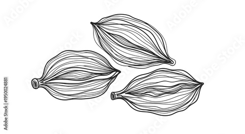 A simple black and white drawing of three cardamom pods on a white background.