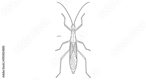 Detailed illustration of an insect with elongated body and antennae on a white background.
