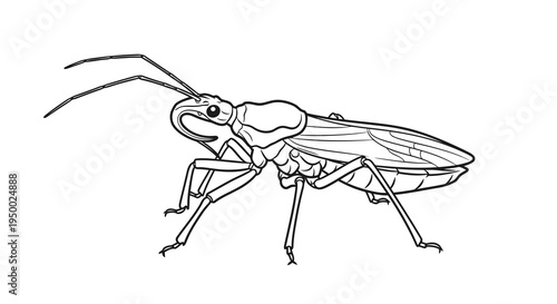 Detailed line drawing of an insect with antennae and wings