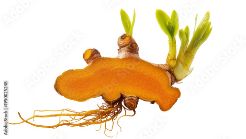 Tableau sur toile Isolated turmeric rhizome with fresh green sprouts and roots growing, ready for