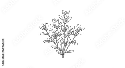 A simple black and white illustration of a plant with leaves and flowers.
