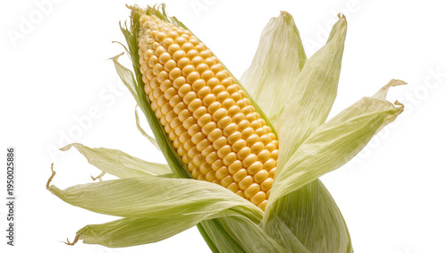 Isolated fresh sweet corn ear with green husks peeled back, ripe kernels ready for harvest