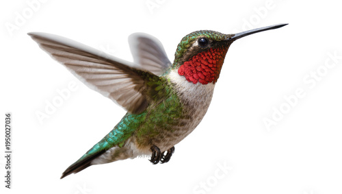 Isolated male ruby throated hummingbird with iridescent plumage in graceful flight