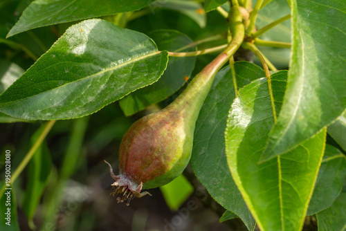 Immature pear on a branch of the tree