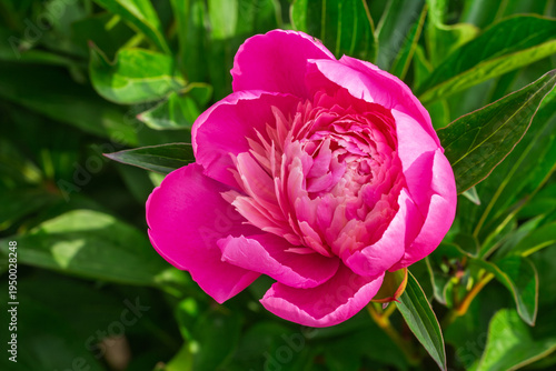 Close view of the pink peony bud.