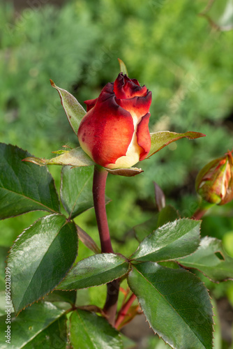 Rose bud on the stem with leaves in the garden.