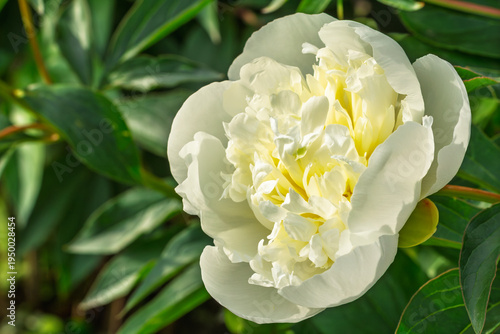 Close view of the white peony bud.